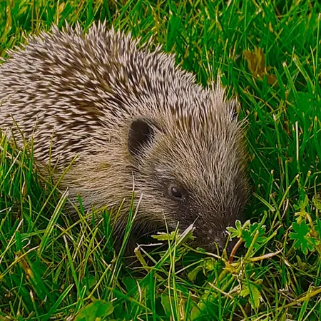 D'hotes La Cavaliere - La Source De Nos Racines - Corps De Ferme Au Coeur Du Parc Naturel De L'avesnois Beaufort (Nord)