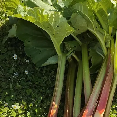 D'hôtes La Cavalière à La Source De Nos Racines 4* Beaufort (Nord)